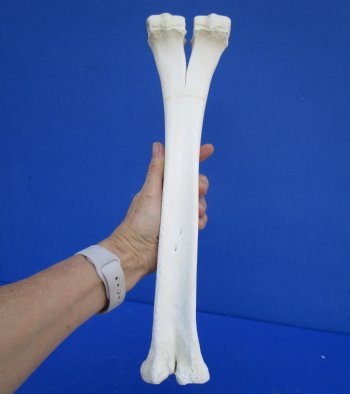 Authentic Camel Leg Bone 15-1/2 by 3-3/4 inches for $29.99