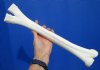 16-1/2 inches Real One Hump Camel Leg Bone for Sale - Buy this one for $29.99