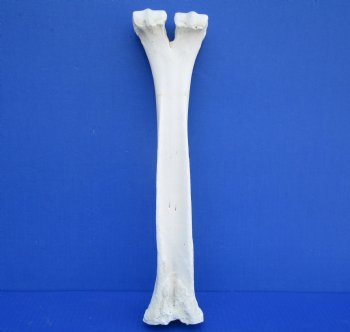 15 by 3-5/8 inches Authentic Camel Leg Bone for $29.99