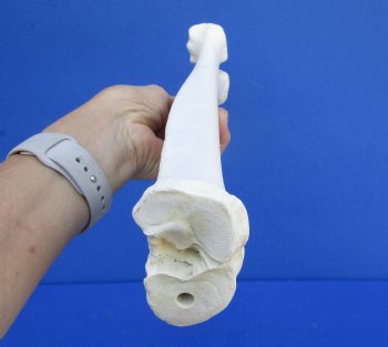 15 by 3-5/8 inches Authentic Camel Leg Bone for $29.99