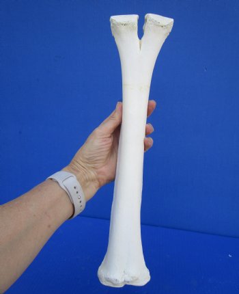 15 by 3-5/8 inches Authentic Camel Leg Bone for $29.99