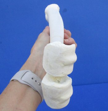 15 by 3-5/8 inches Authentic Camel Leg Bone for $29.99