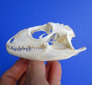 3-1/2"'  Large Green Iguana Skull, Beetle Cleaned <font color=red> Grade A</font> - Buy this for $74.99