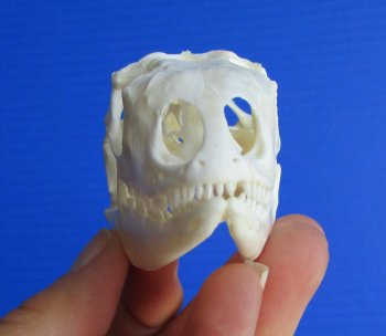 3-1/2"'  Large Green Iguana Skull, Beetle Cleaned <font color=red> Grade A</font> - Buy this for $74.99