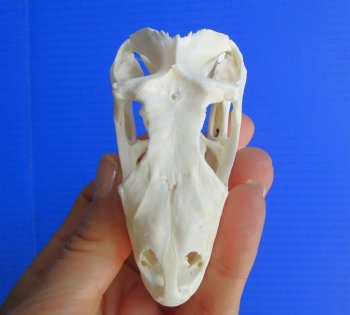 3-1/2"'  Large Green Iguana Skull, Beetle Cleaned <font color=red> Grade A</font> - Buy this for $74.99