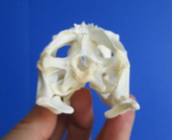 3-1/2"'  Large Green Iguana Skull, Beetle Cleaned <font color=red> Grade A</font> - Buy this for $74.99