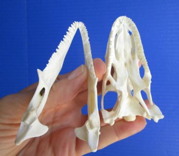 3-1/2"'  Large Green Iguana Skull, Beetle Cleaned <font color=red> Grade A</font> - Buy this for $74.99