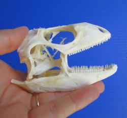 3-3/4"' Large ...