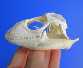 3-3/4"'  Large Green Iguana Skull, Beetle Cleaned <font color=red> Grade A</font> - Buy this for $79.99