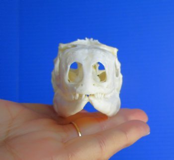 3-3/4"'  Large Green Iguana Skull, Beetle Cleaned <font color=red> Grade A</font> - Buy this for $79.99