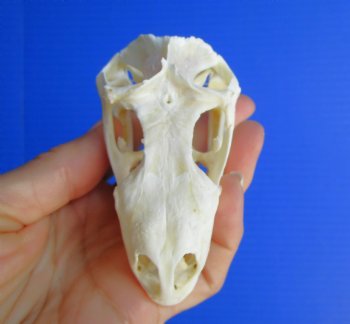 3-3/4"'  Large Green Iguana Skull, Beetle Cleaned <font color=red> Grade A</font> - Buy this for $79.99