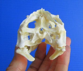 3-3/4"'  Large Green Iguana Skull, Beetle Cleaned <font color=red> Grade A</font> - Buy this for $79.99