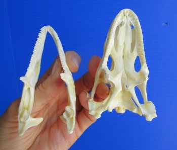 3-3/4"'  Large Green Iguana Skull, Beetle Cleaned <font color=red> Grade A</font> - Buy this for $79.99