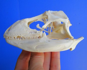 4 inches Huge Green Iguana Skull, Beetle Cleaned <font color=red> pathology </font> - Buy this for $89.99