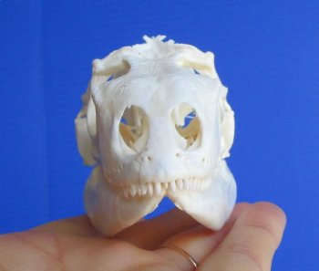 4 inches Huge Green Iguana Skull, Beetle Cleaned <font color=red> pathology </font> - Buy this for $89.99