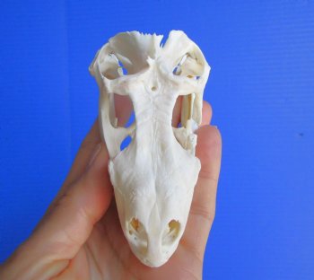 4 inches Huge Green Iguana Skull, Beetle Cleaned <font color=red> pathology </font> - Buy this for $89.99