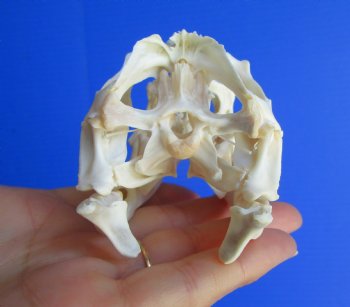 4 inches Huge Green Iguana Skull, Beetle Cleaned <font color=red> pathology </font> - Buy this for $89.99