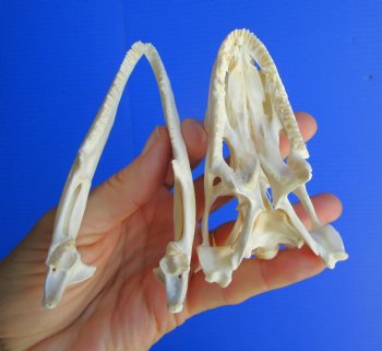 4 inches Huge Green Iguana Skull, Beetle Cleaned <font color=red> pathology </font> - Buy this for $89.99