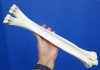 15-3/4 inches Real One Hump Camel Leg Bone for Sale - Buy this one for $29.99