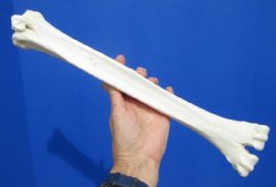 15-1/2 inches Real One Hump Camel Leg Bone for Sale - Buy this one for $29.99