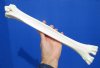 15-1/2 inches Real One Hump Camel Leg Bone for Sale - Buy this one for $29.99