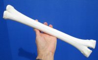 15-1/2 inches Real One Hump Camel Leg Bone for Sale - Buy this one for $29.99