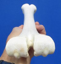 15-1/2 inches Real One Hump Camel Leg Bone for Sale - Buy this one for $29.99