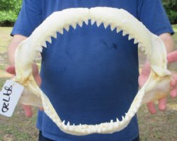 Real Bull Shark Jaw (Carcharhinus leucas) 14" L  x 10" H Authentic Taxidermy Specimen for $184.99