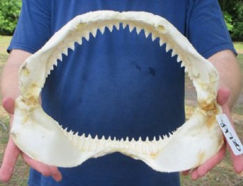 Real Bull Shark Jaw (Carcharhinus leucas) 14" L  x 10" H Authentic Taxidermy Specimen for $184.99