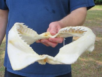 Real Bull Shark Jaw (Carcharhinus leucas) 14" L  x 10" H Authentic Taxidermy Specimen for $184.99