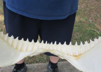 Real Bull Shark Jaw (Carcharhinus leucas) 14" L  x 10" H Authentic Taxidermy Specimen for $184.99
