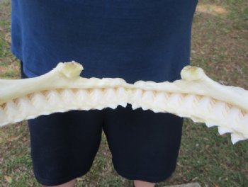 Real Bull Shark Jaw (Carcharhinus leucas) 14" L  x 10" H Authentic Taxidermy Specimen for $184.99