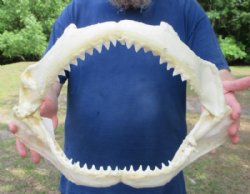 Large Authentic Bull Shark Jaw Specimen (17" x 11") Buy this for $224.99