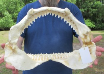 Large Authentic Bull Shark Jaw Specimen (17" x 11") Buy this for $224.99