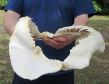 Large Authentic Bull Shark Jaw Specimen (17" x 11") Buy this for $224.99