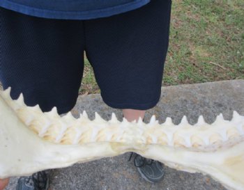 Large Authentic Bull Shark Jaw Specimen (17" x 11") Buy this for $224.99