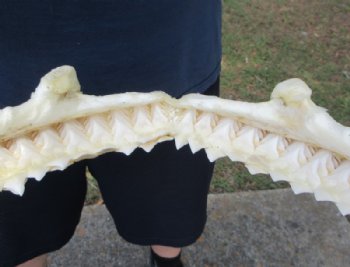 Large Authentic Bull Shark Jaw Specimen (17" x 11") Buy this for $224.99