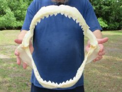 Tiger Shark Jaw, (G...