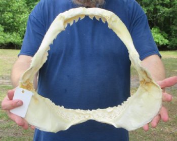 Tiger Shark Jaw, (Galeocerdo cuvier) 15 x 14 inches <font color=red> WITH EXTREMELY SHARK TEETH</FONT> - Buy this one for $224.99
