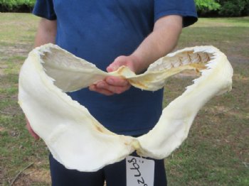 Tiger Shark Jaw, (Galeocerdo cuvier) 15 x 14 inches <font color=red> WITH EXTREMELY SHARK TEETH</FONT> - Buy this one for $224.99
