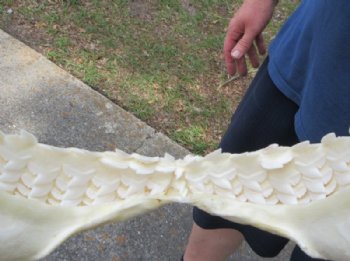 Tiger Shark Jaw, (Galeocerdo cuvier) 15 x 14 inches <font color=red> WITH EXTREMELY SHARK TEETH</FONT> - Buy this one for $224.99