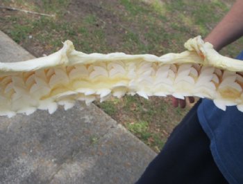 Tiger Shark Jaw, (Galeocerdo cuvier) 15 x 14 inches <font color=red> WITH EXTREMELY SHARK TEETH</FONT> - Buy this one for $224.99