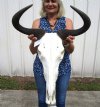 19-1/4 nches wide African Blue Wildebeest Skull and Horns for Sale - Buy this on for $94.99