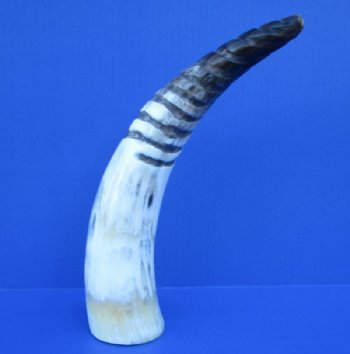 13-3/4 inches Spiral Carved Buffalo Horn with colors, black, tan, cream - Buy this one for $18.99