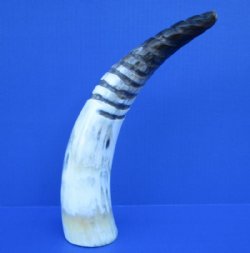 13-3/4 inches Spiral Carved Buffalo Horn with colors, black, tan, cream - Buy this one for $18.99