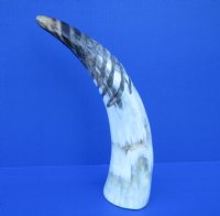13-3/4 inches Spiral Carved Buffalo Horn with colors, black, tan, cream - Buy this one for $18.99