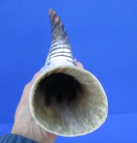 13-3/4 inches Spiral Carved Buffalo Horn with colors, black, tan, cream - Buy this one for $18.99