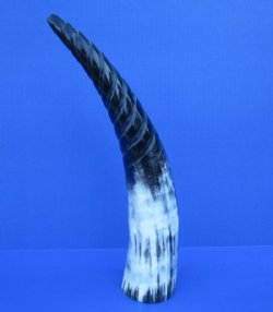 14 inches Spiral Carved Buffalo Horn with colors, black, tan, cream - Buy this one for $18.99