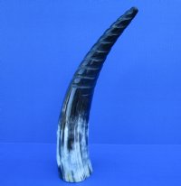 14 inches Spiral Carved Buffalo Horn with colors, black, tan, cream - Buy this one for $18.99