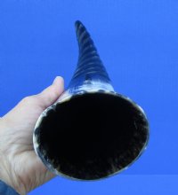 14 inches Spiral Carved Buffalo Horn with colors, black, tan, cream - Buy this one for $18.99